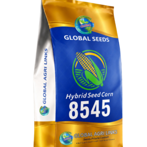 Global Premium Hybrid Seed Corn 8545