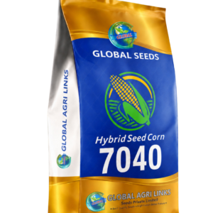 Global Hybrid Seed Corn 7040