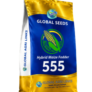 Global Hybrid Maize Fodder GS-555 Seeds