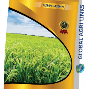 Global Paddy Seed – Kissan Basmati