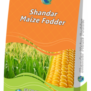 Global Shandar Maize Fodder Seeds