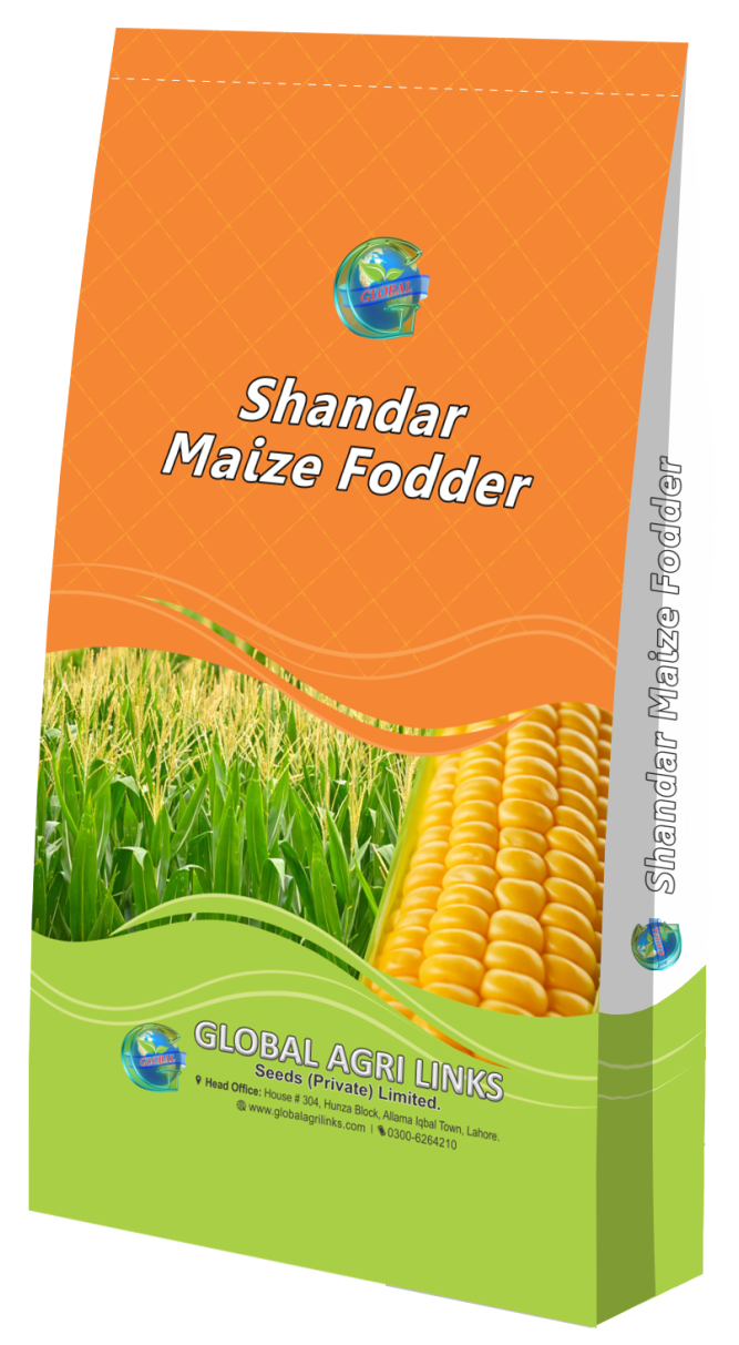 Shandar Maize Fodder
