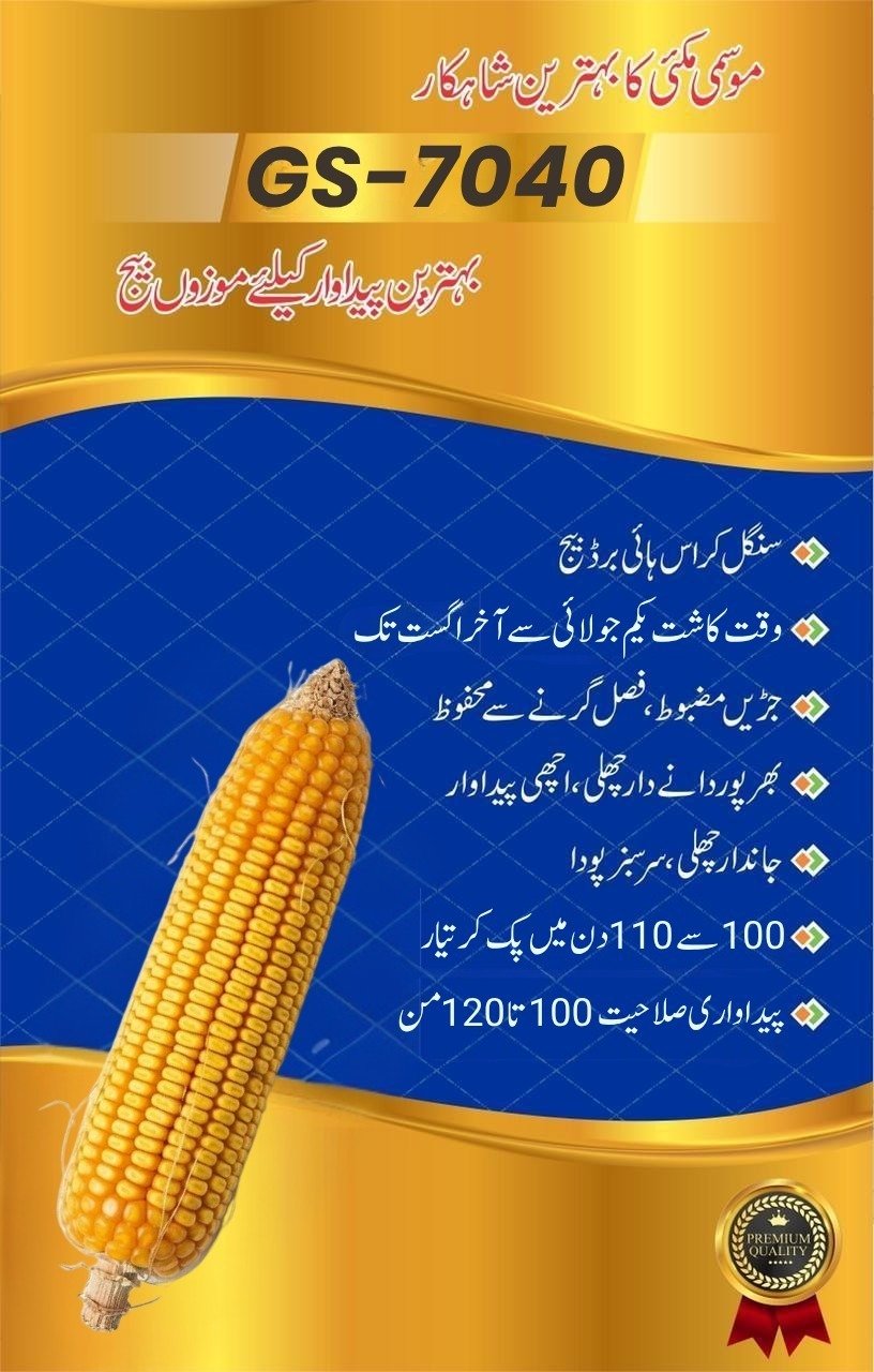 Global Hybrid Seed Corn 7040 - Image 2