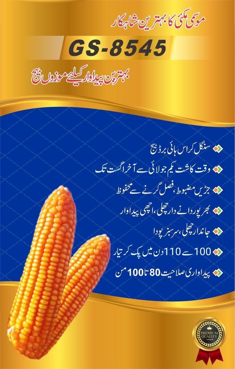 Global Premium Hybrid Seed Corn 8545 - Image 2